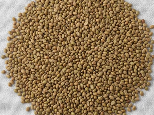 Alfalfa 50g