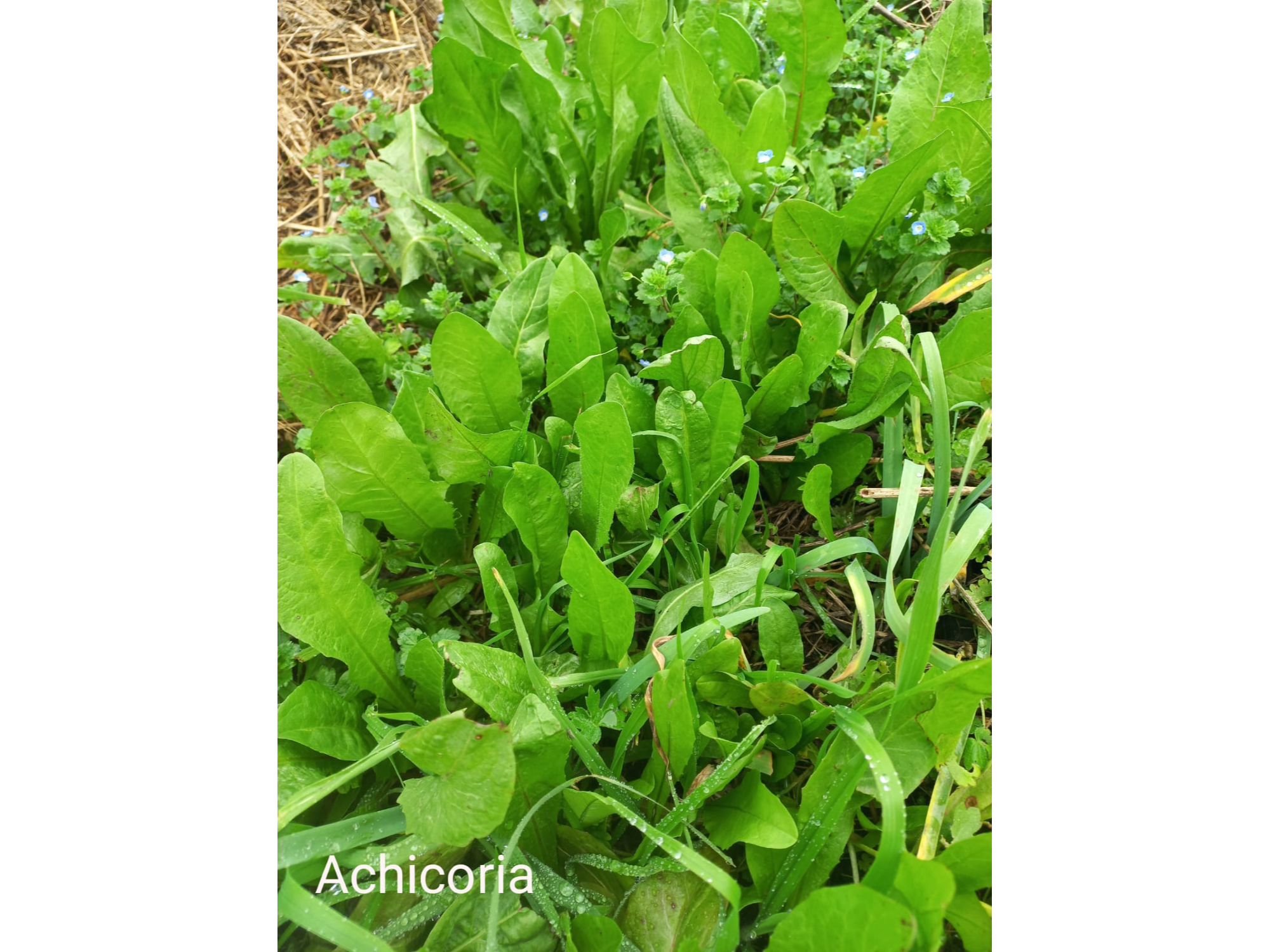 Achicoria atado