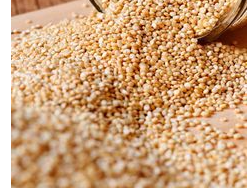 Quinoa