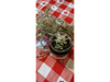 Palo amarillo