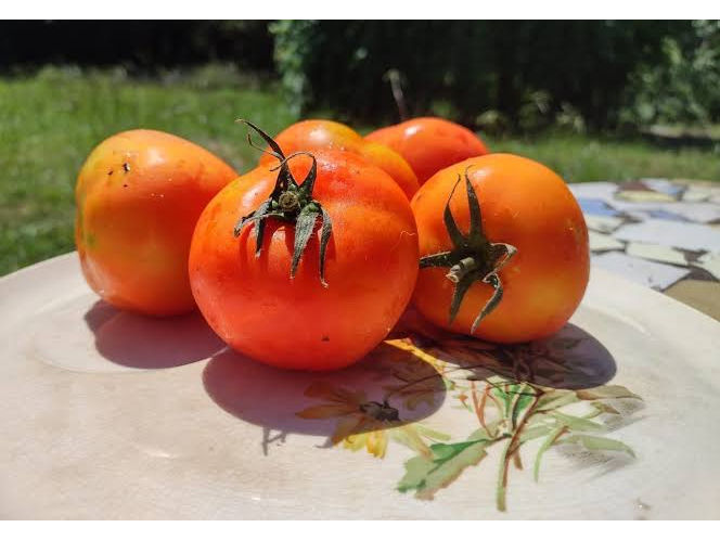 Tomate
