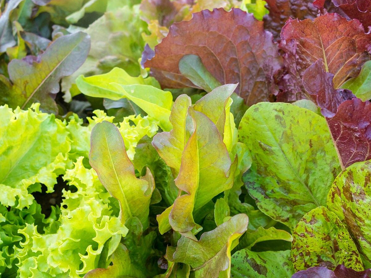 Lechuga mix
