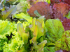 Lechuga mix