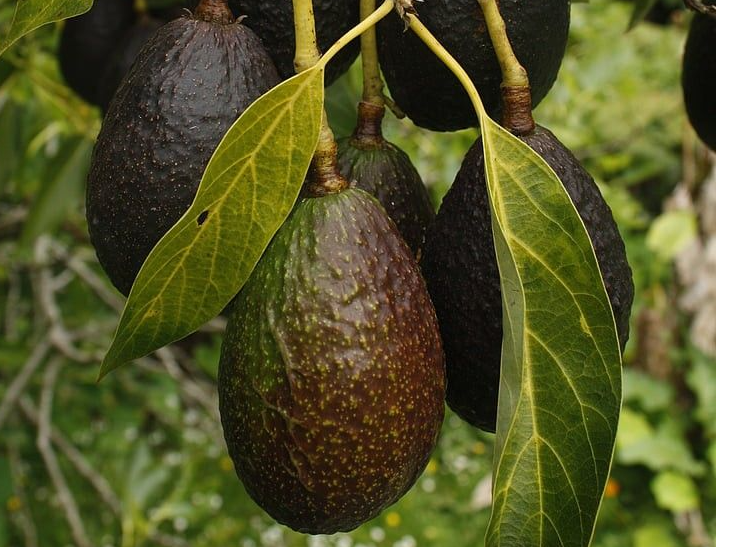 Palta