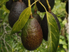 Palta