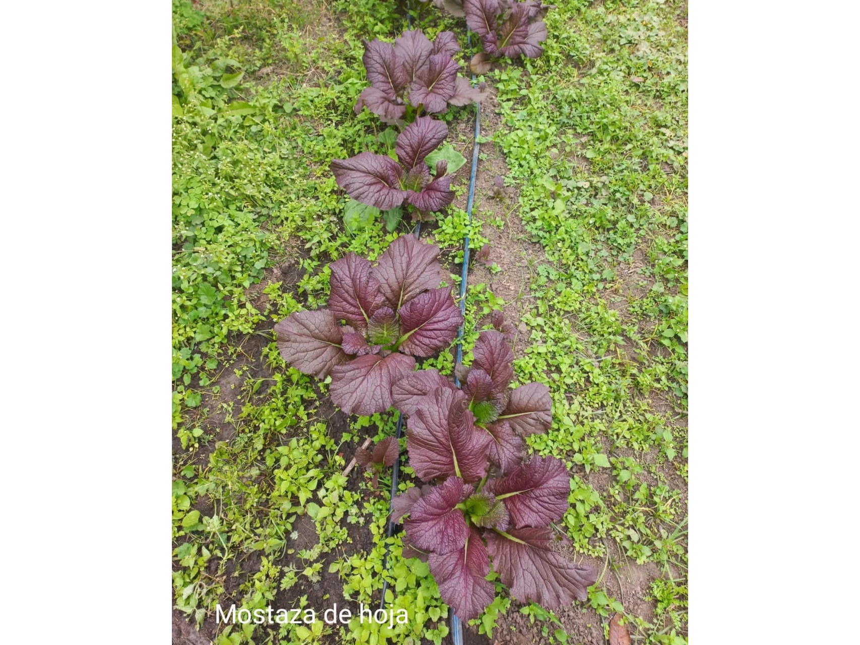 Mostaza atado combinado morada y verde