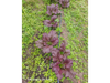 Mostaza atado combinado morada y verde