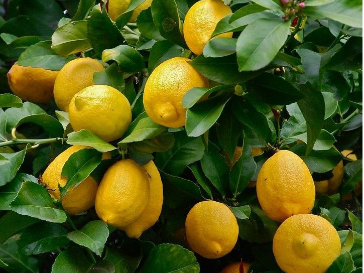 Limón