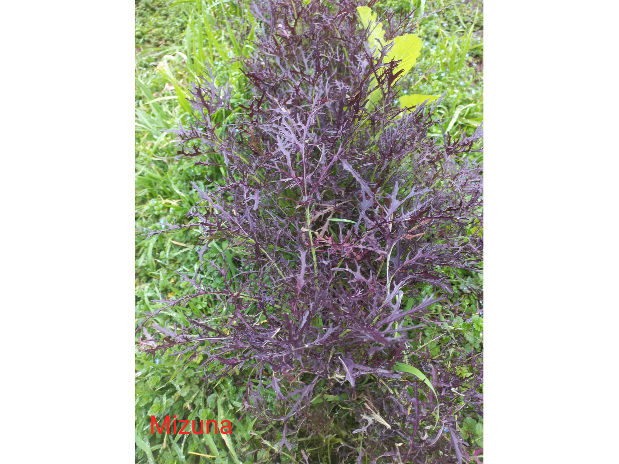 Mizuna atado combinado morada y verde
