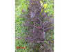 Mizuna atado combinado morada y verde