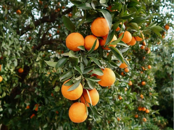 Naranja Jugo