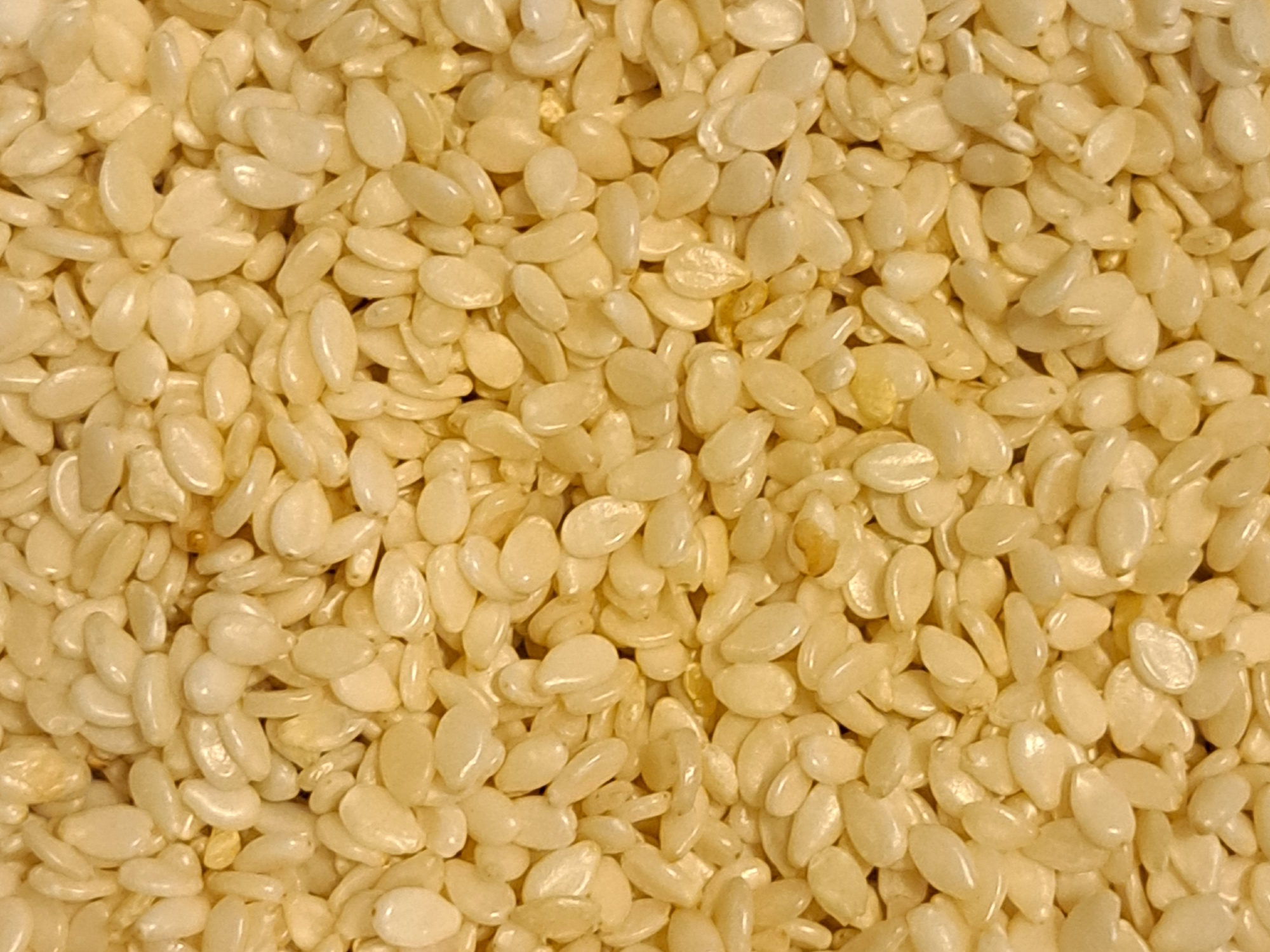 SESAMO BLANCO