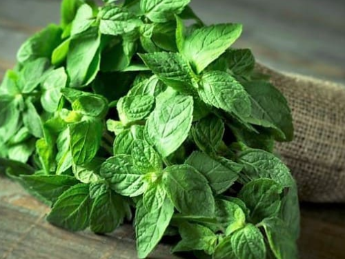 Aromática Menta x Un.