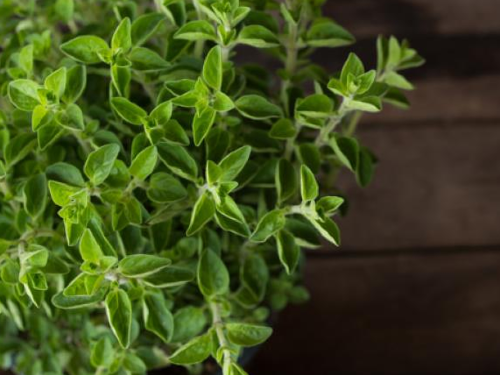 Aromática Orégano x Un.