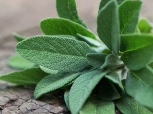 Aromática Salvia x Un.