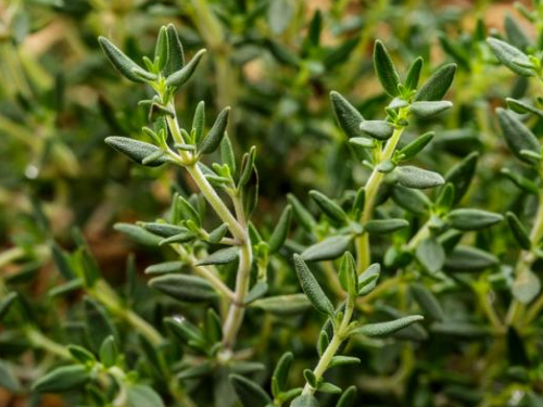 Aromática Tomillo x Un.