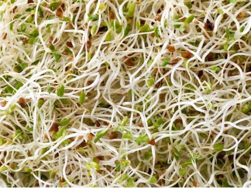 Bandeja Brotes de Alfalfa x Un.