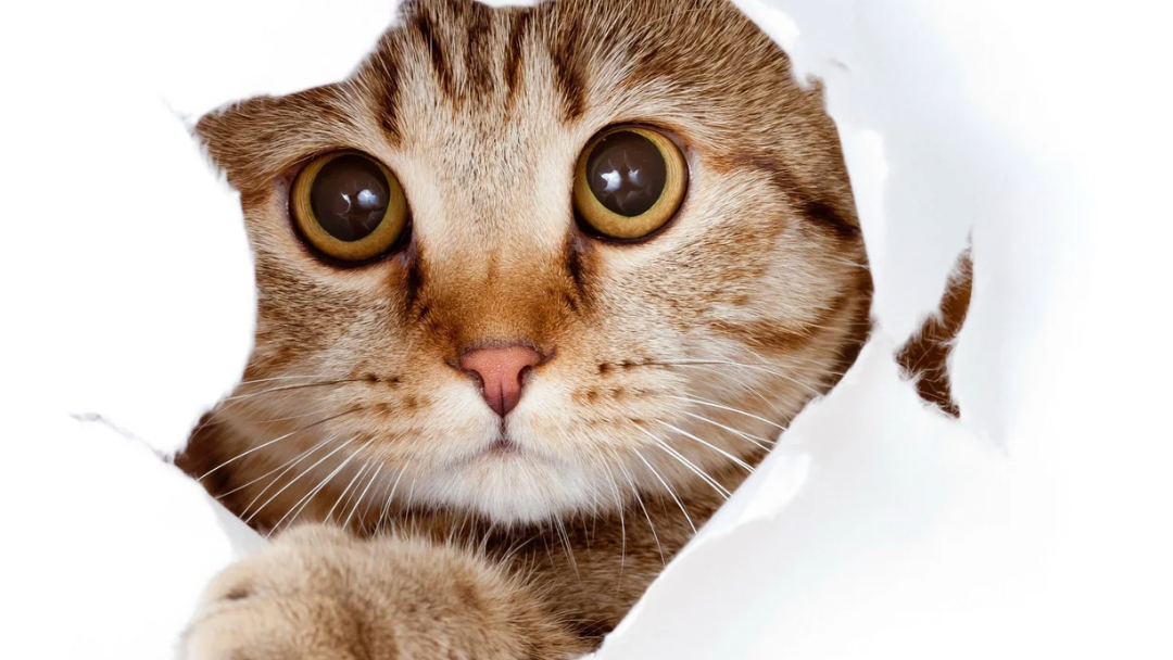 Alimentos para gatos