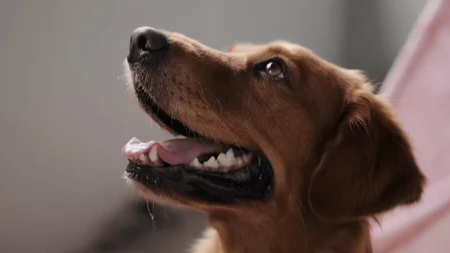 Alimento para perros (CACHORRO)