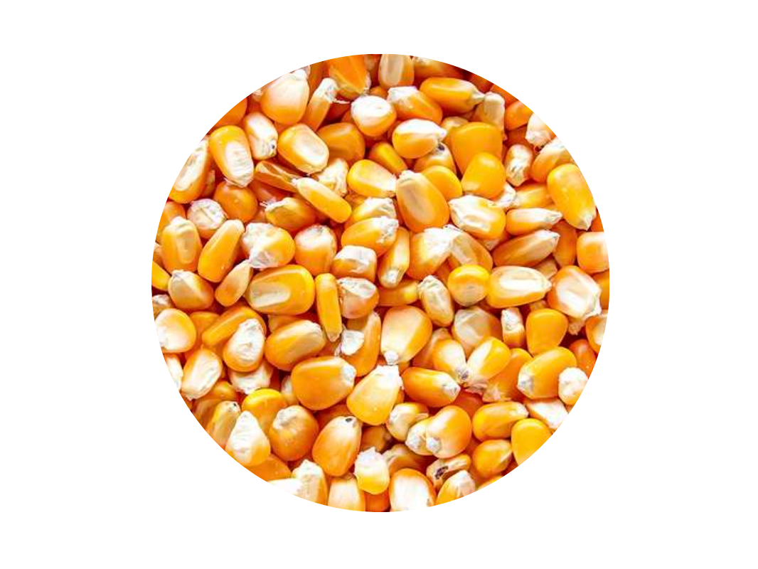 Maiz Entero