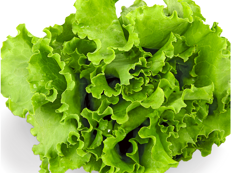 Lechuga Criolla/ Crespa