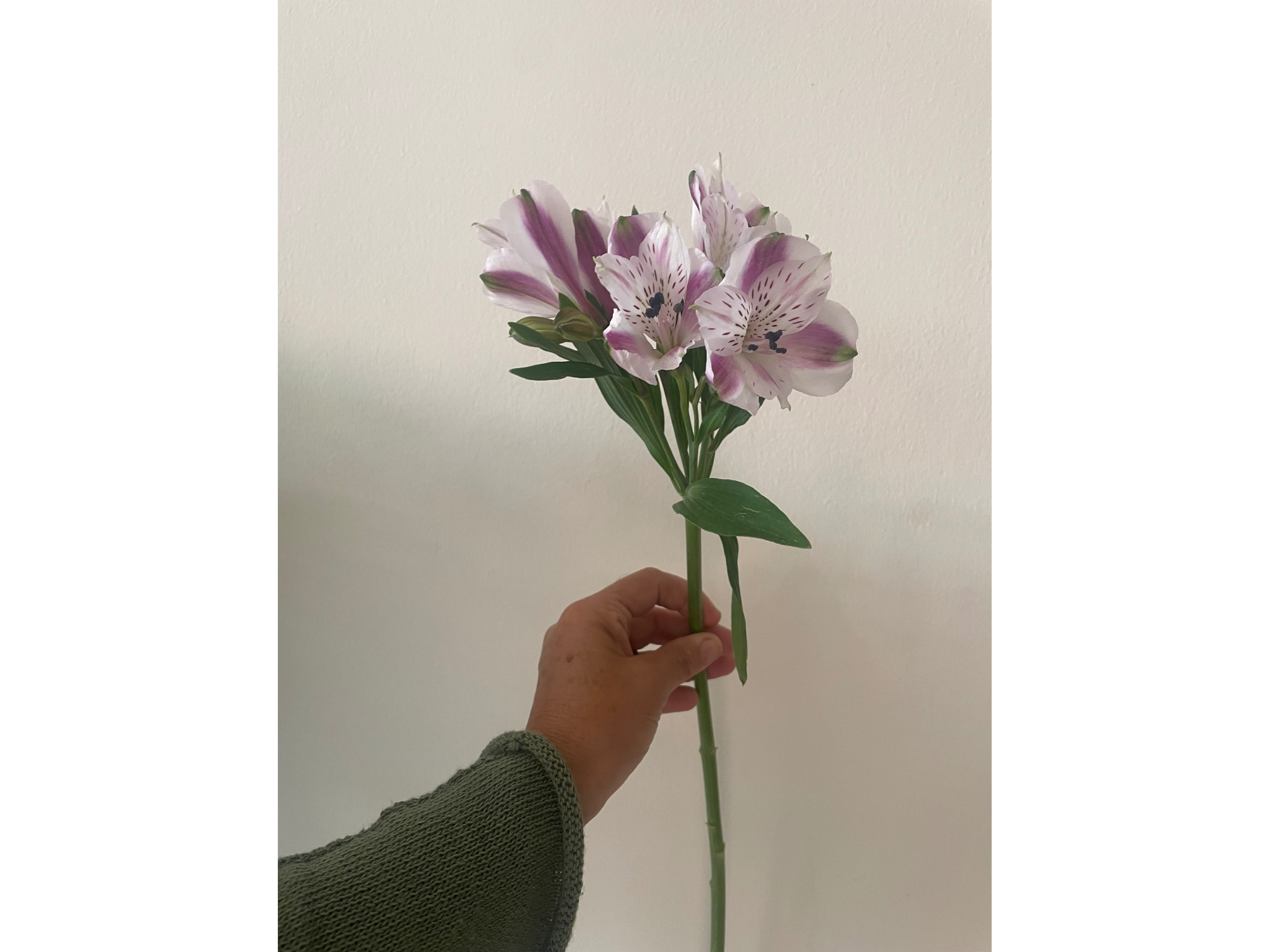 Alstromelia blanco con morado