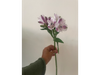 Alstromelia blanco con morado