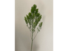 Trachelium