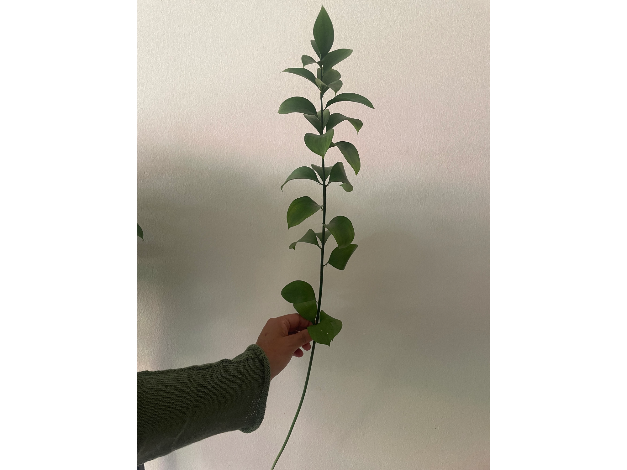 Ruscus