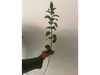 Ruscus