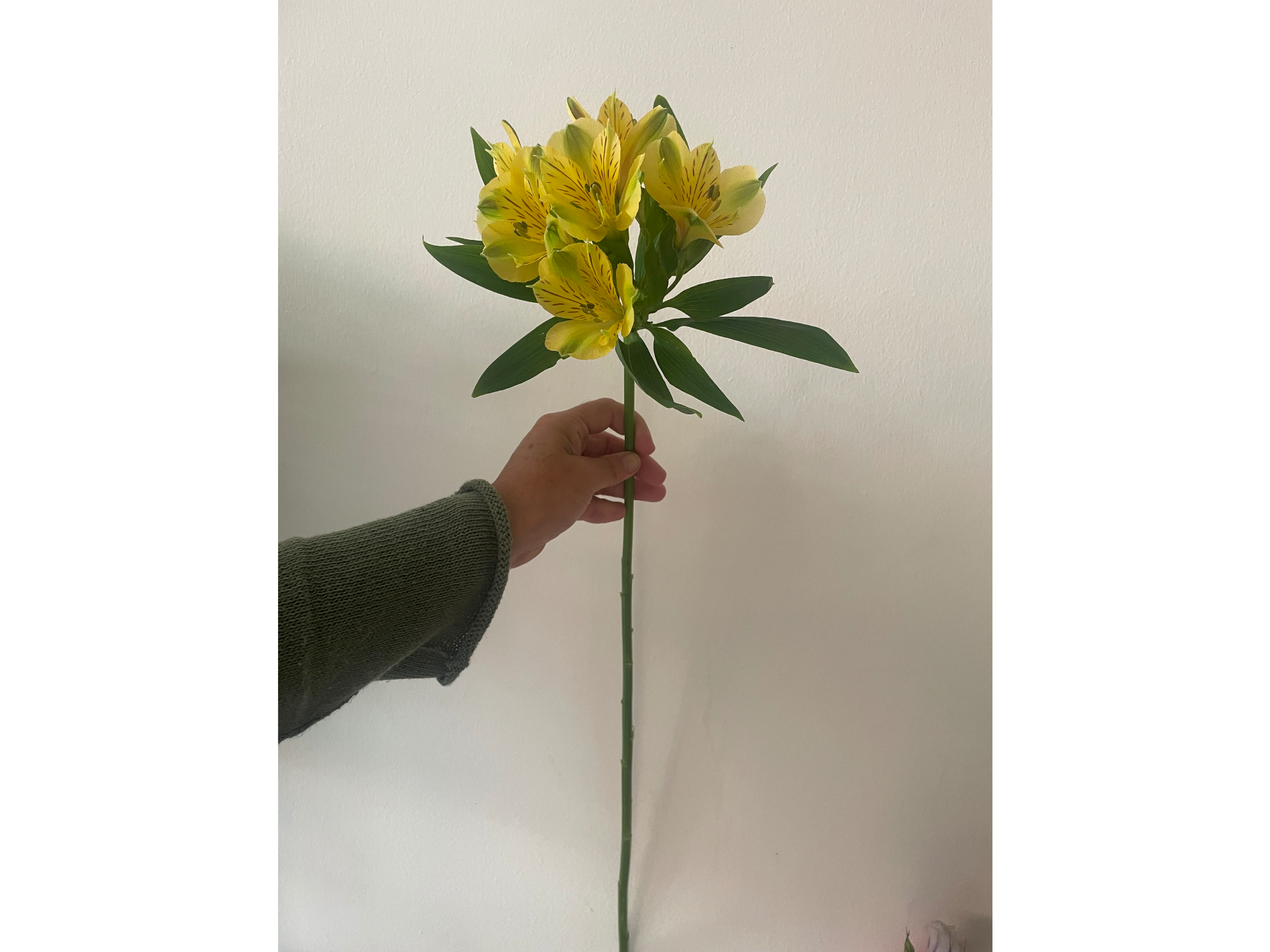 Alstromelia amarilla