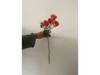 Mini rosa naranja