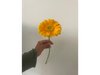 Gerbera amarilla