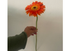 Gerbera naranja