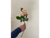 Mini rosa