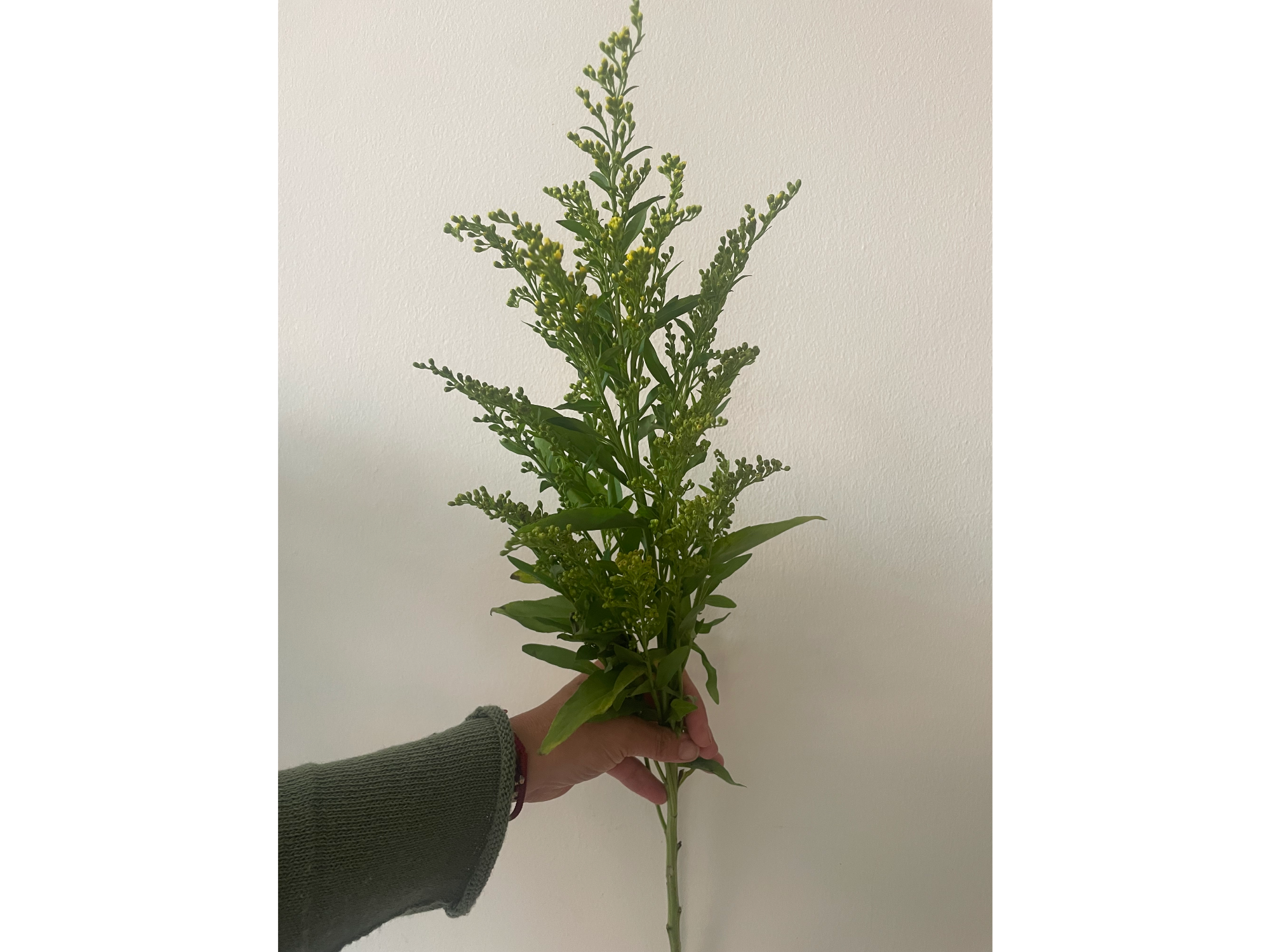 Solidago