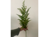 Solidago