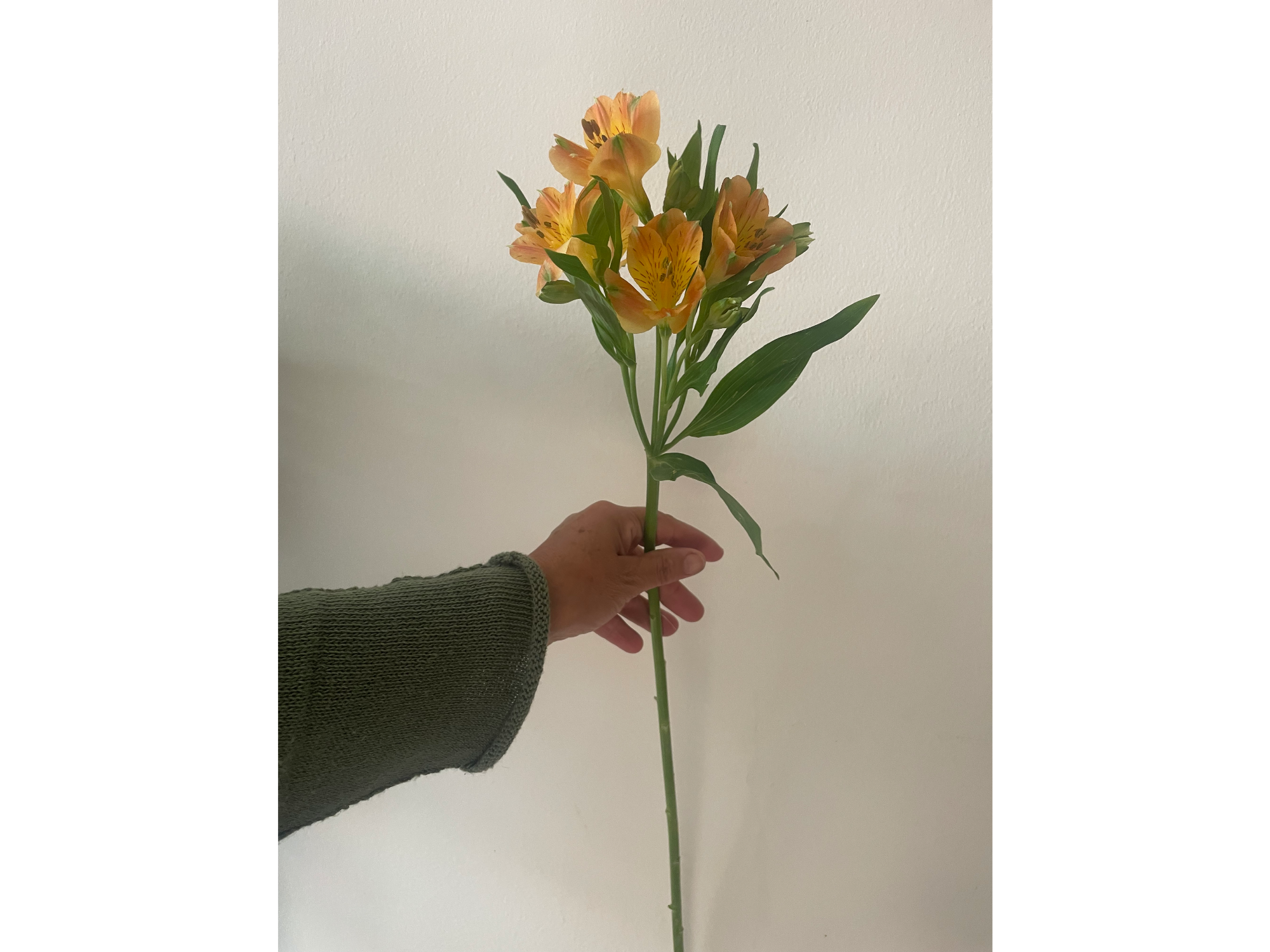 Alstromelia naranja