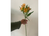 Alstromelia naranja