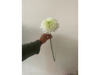 Cremon blanco