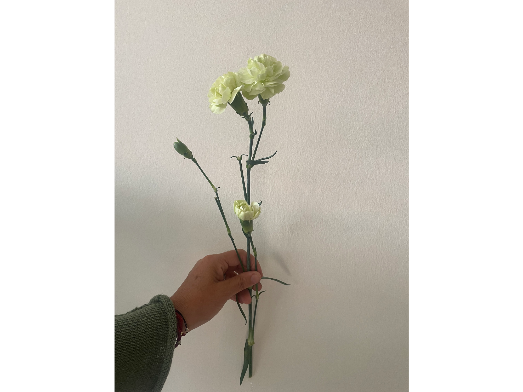 Mini clavel verde agua