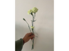 Mini clavel verde agua