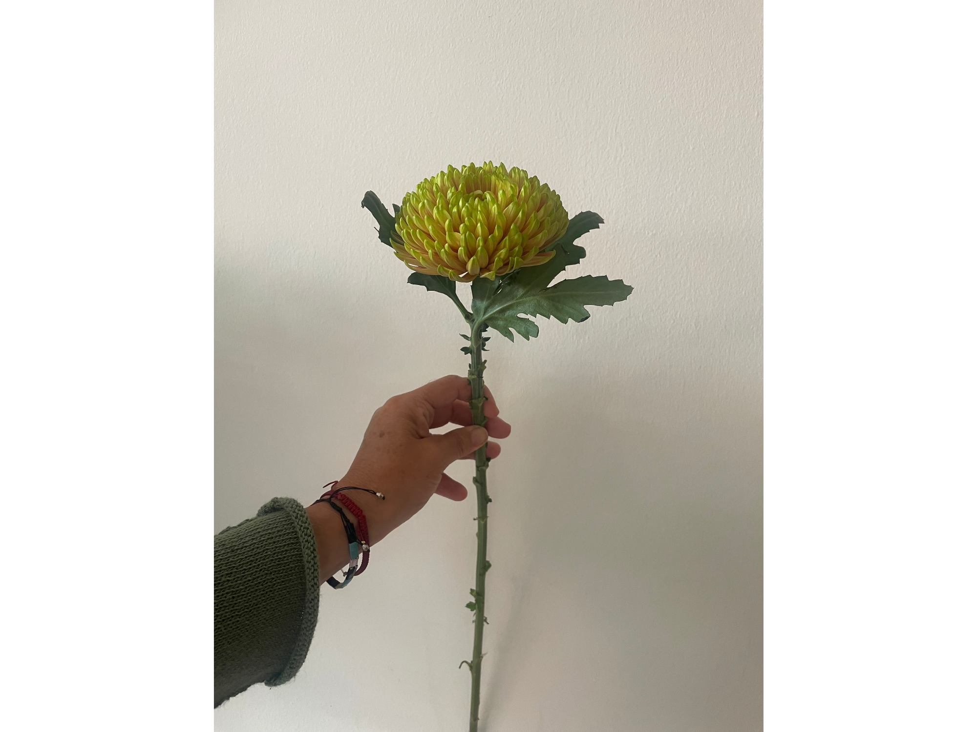 Cremon verde tornasol
