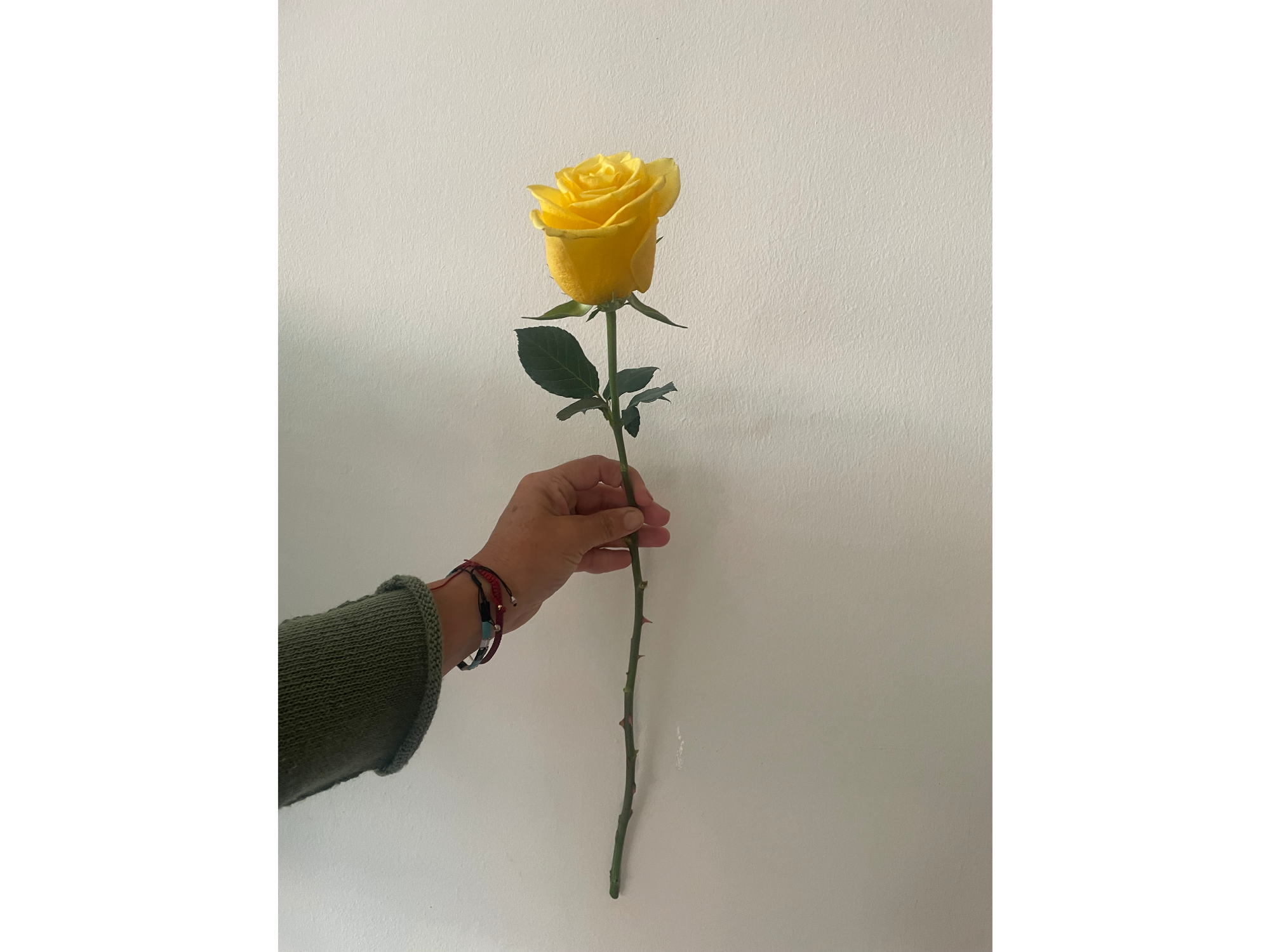 Rosa amarilla