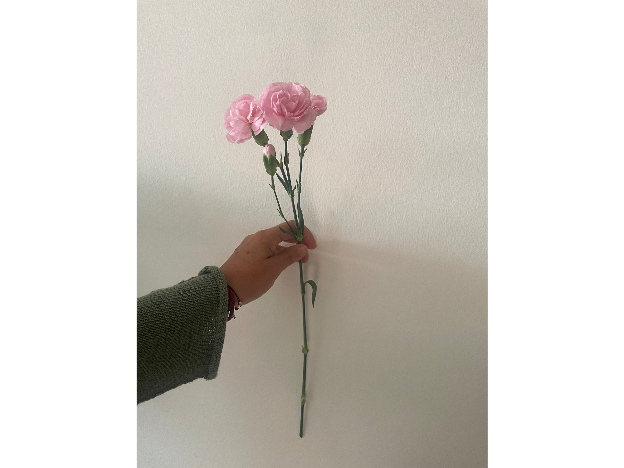 Mini clavel rosado pálido