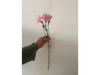 Mini clavel rosado pálido