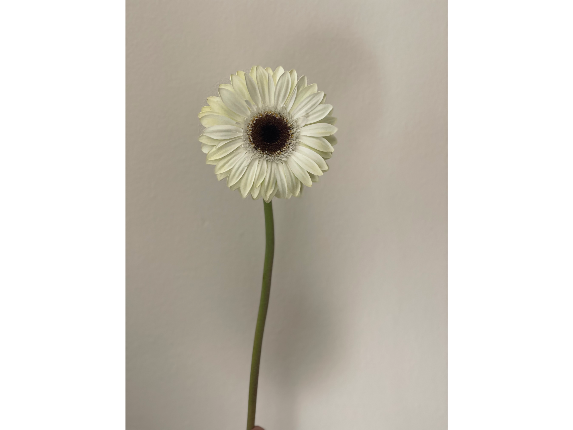 Gerbera