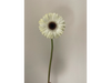 Gerbera blanca