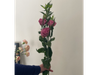 Lisianthus rosado