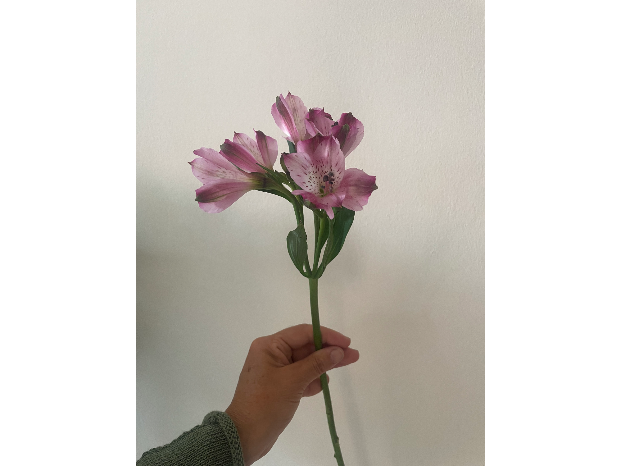 Alstromelia morado con blanco